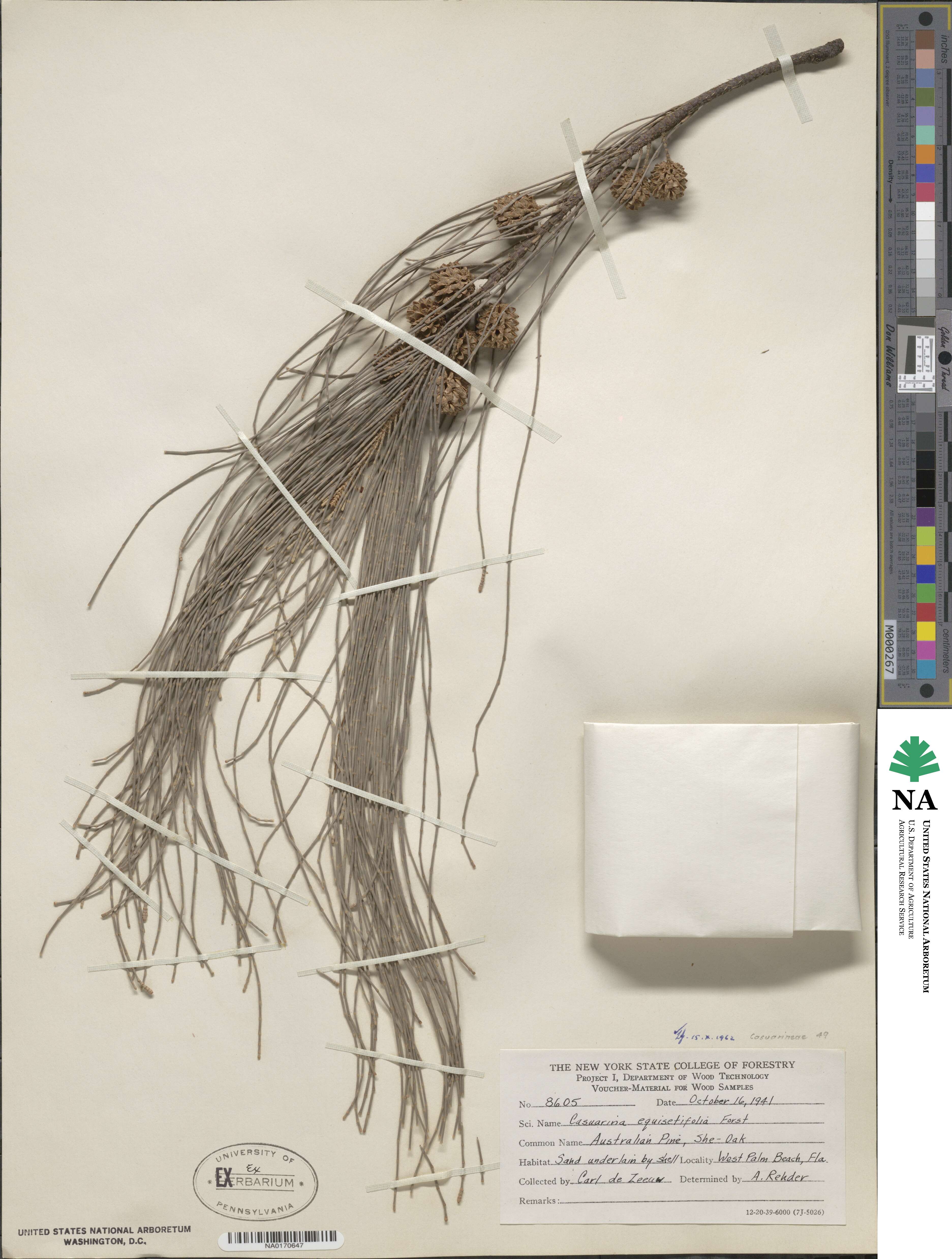 Casuarina equisetifolia image