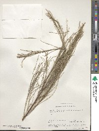 Casuarina equisetifolia image