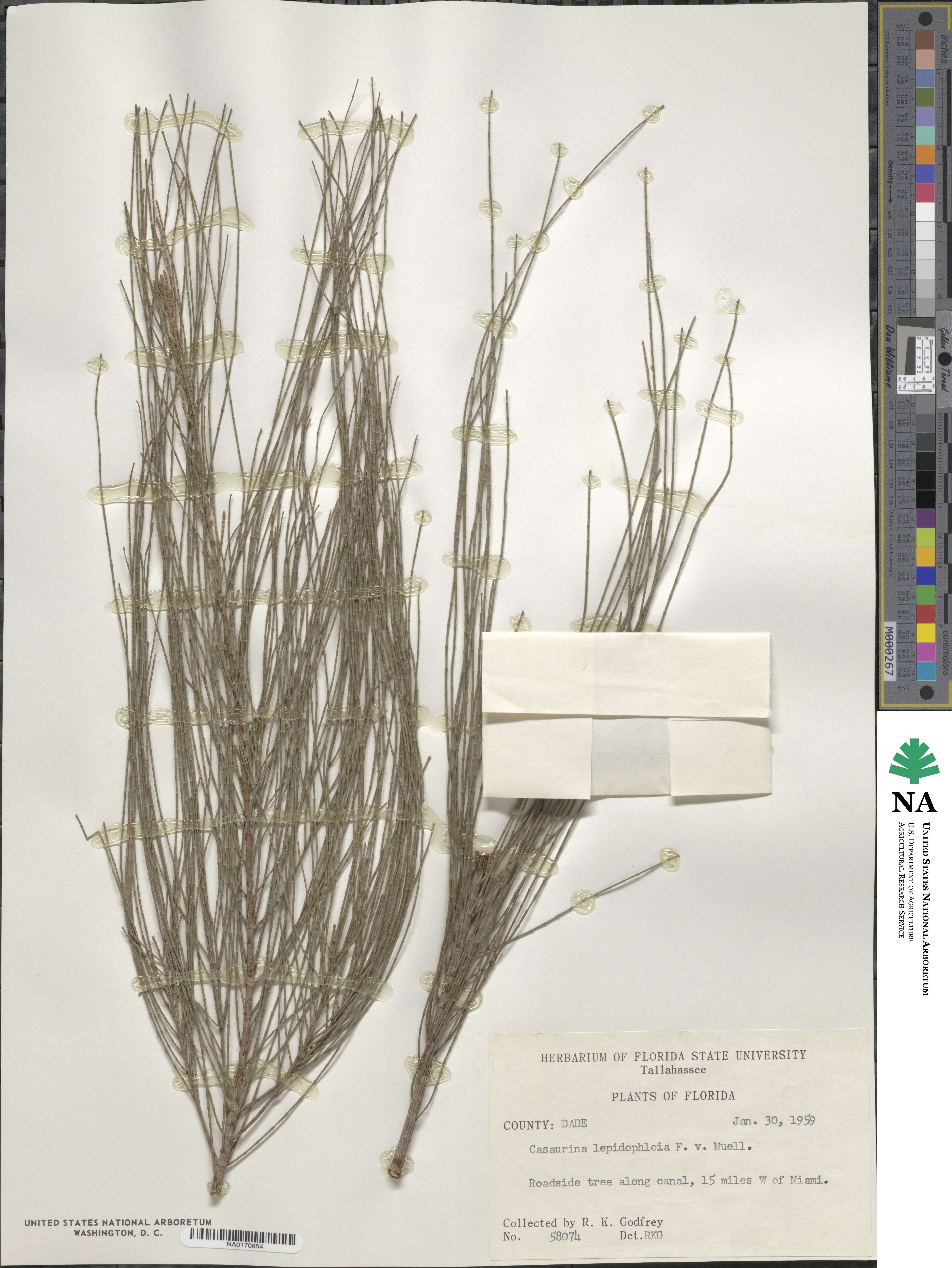 Casuarina cristata image