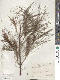 Casuarina equisetifolia image