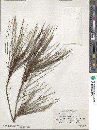 Casuarina equisetifolia image