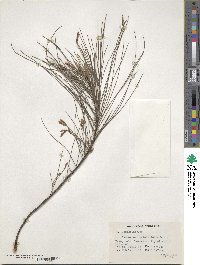 Casuarina equisetifolia image