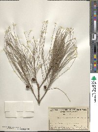 Image of Casuarina collina