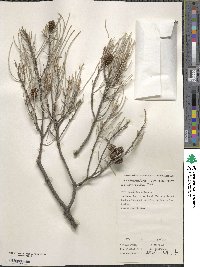 Casuarina cristata image