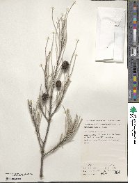 Casuarina cristata subsp. cristata image