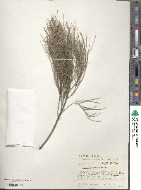 Image of Allocasuarina decussata