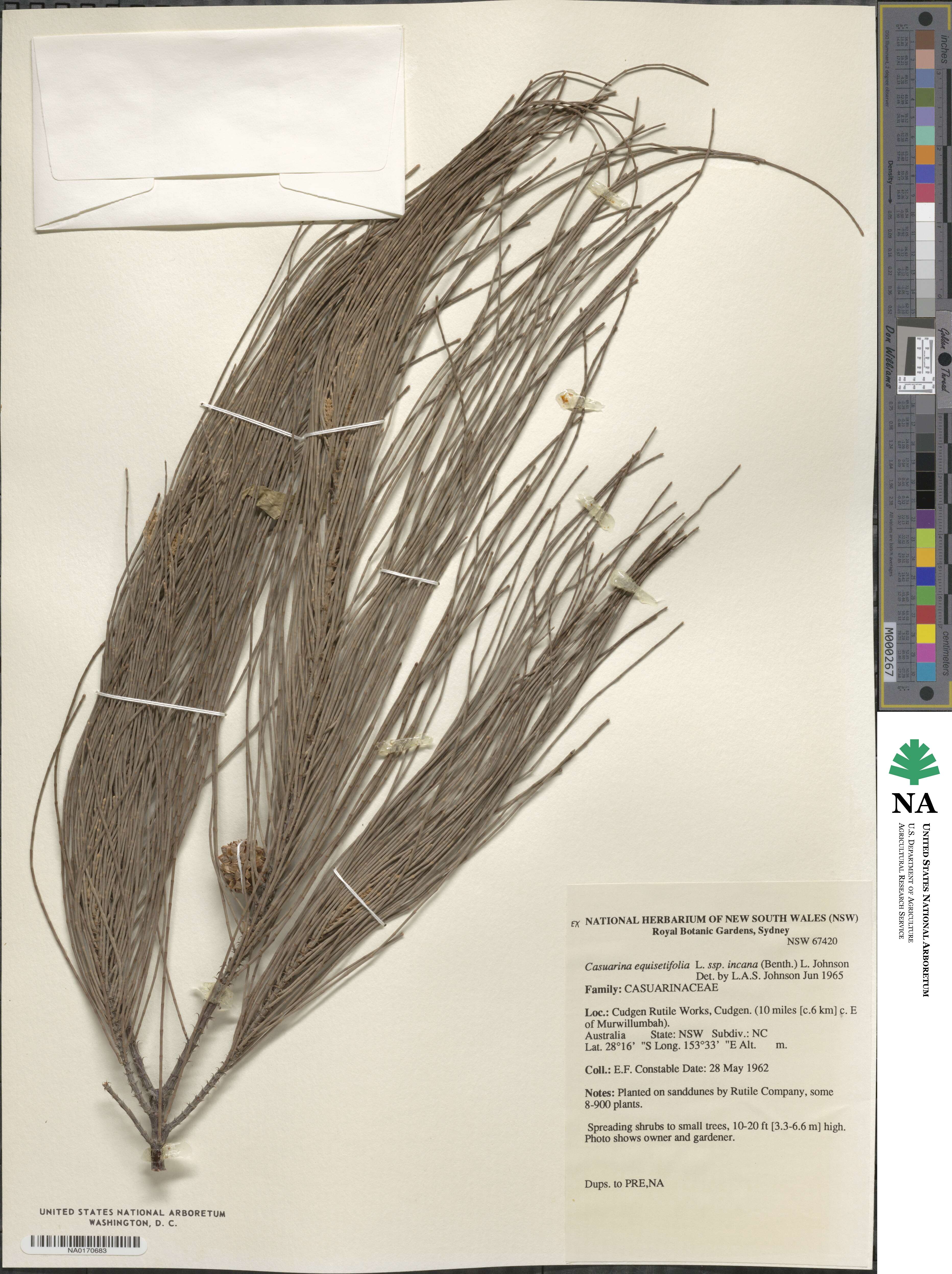 Casuarina equisetifolia image