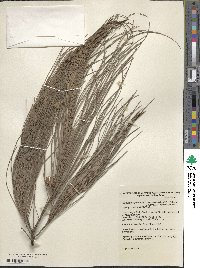 Casuarina equisetifolia image