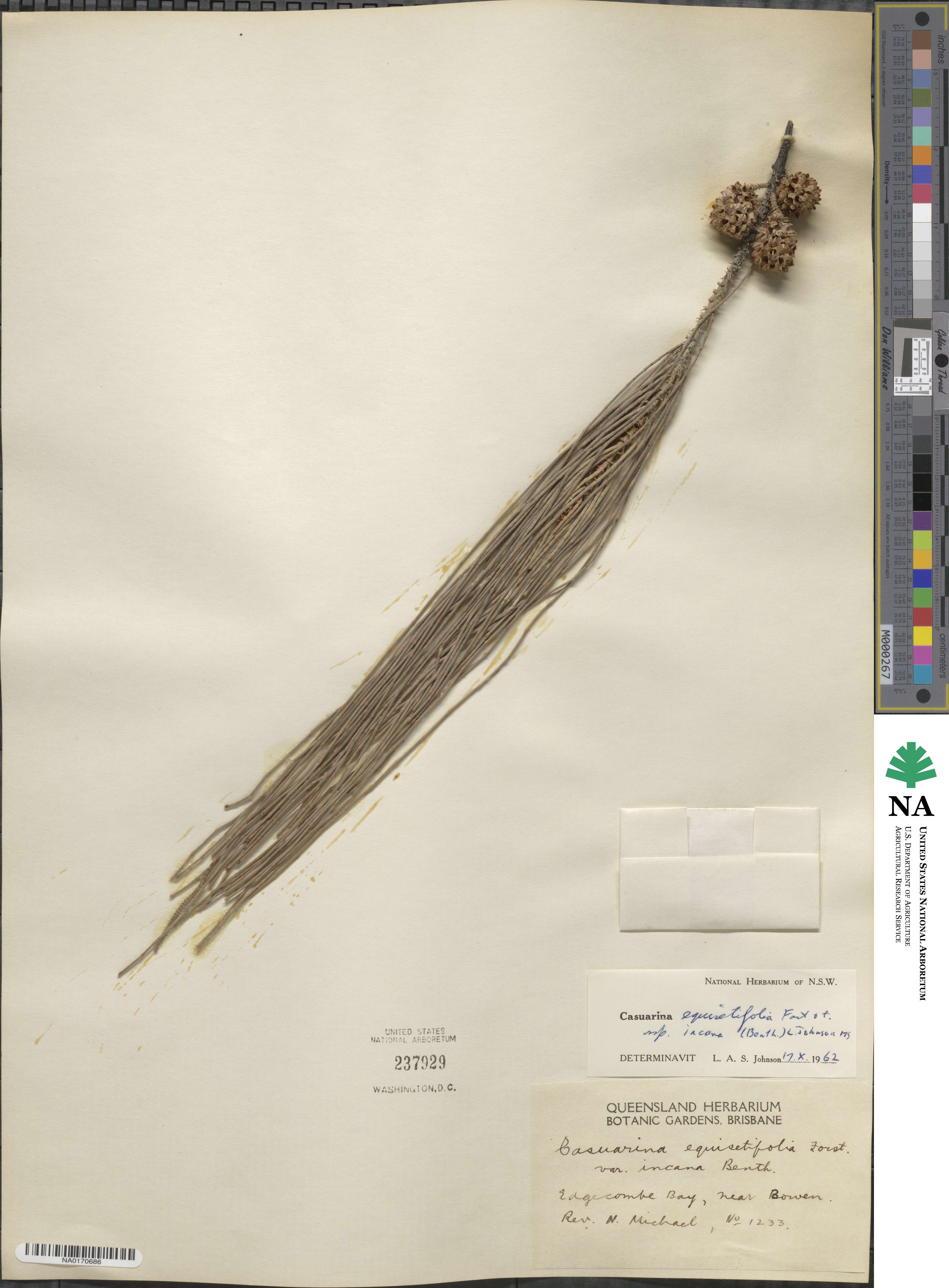 Casuarina equisetifolia subsp. incana image
