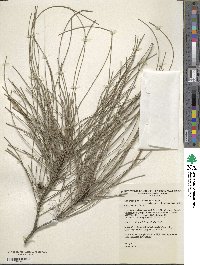 Casuarina glauca image