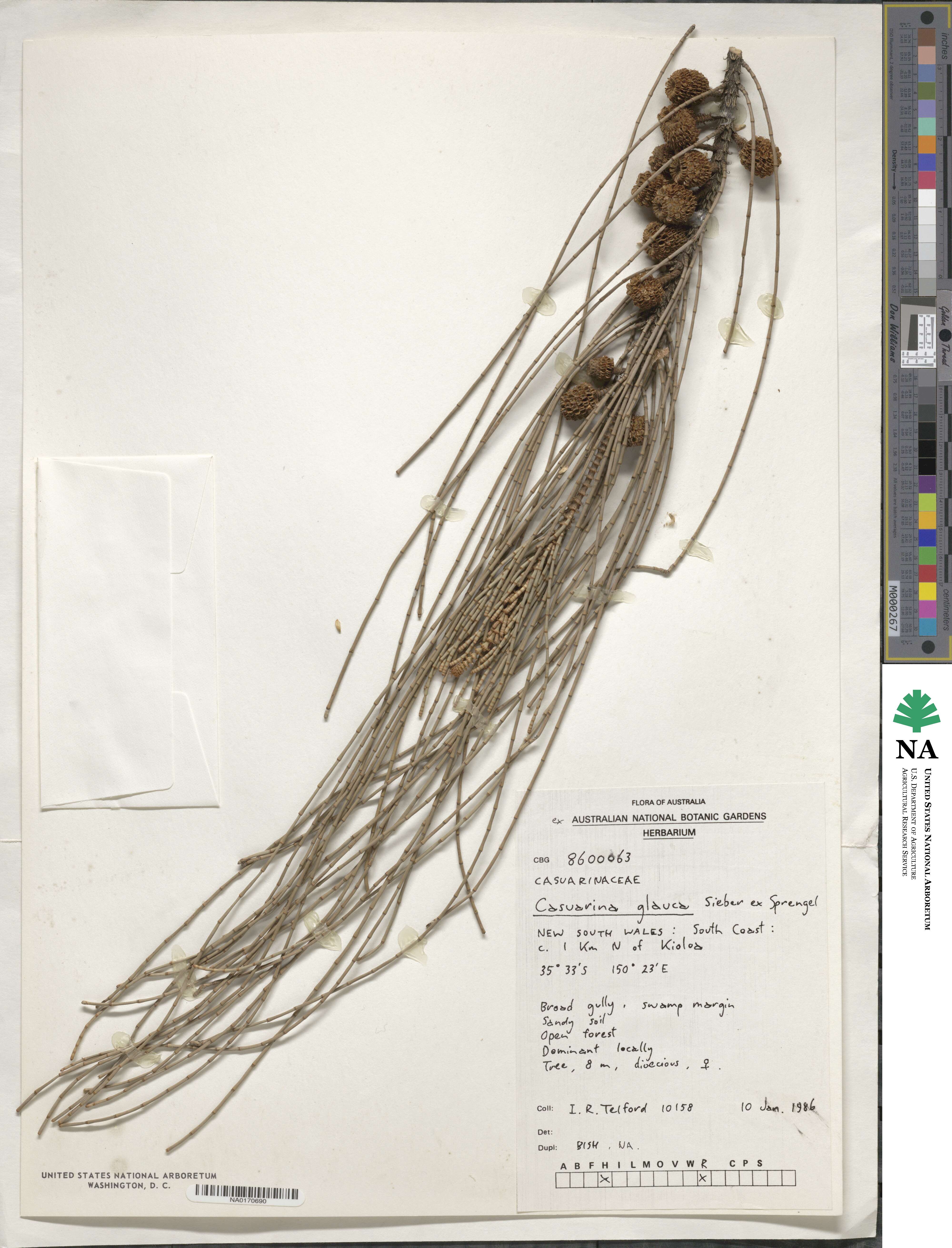 Casuarina glauca image