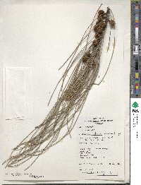 Casuarina glauca image