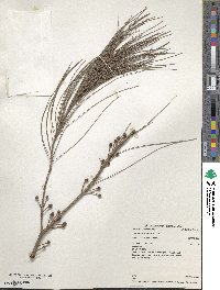 Allocasuarina littoralis image