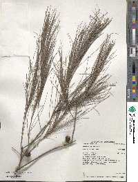 Allocasuarina littoralis image