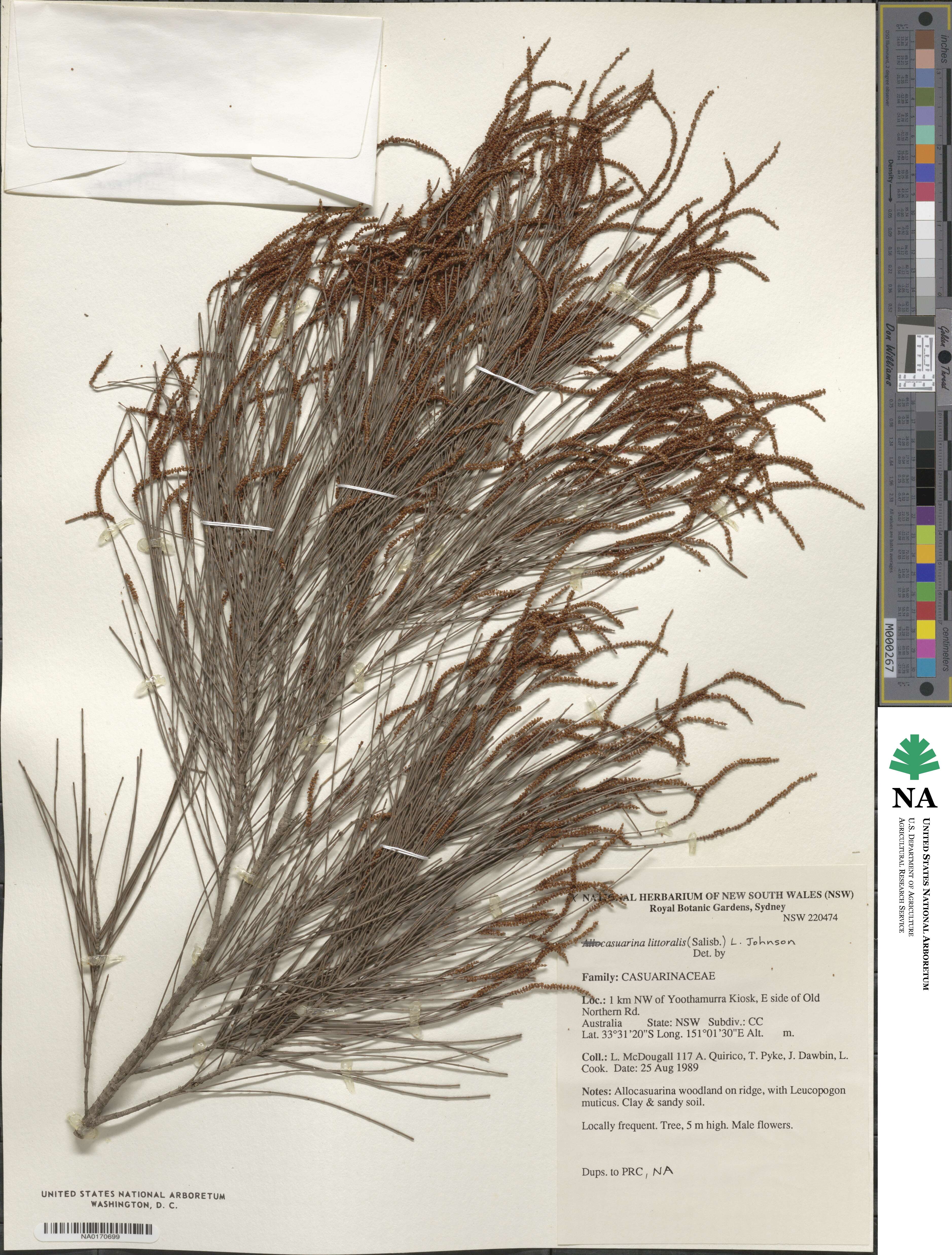 Allocasuarina littoralis image