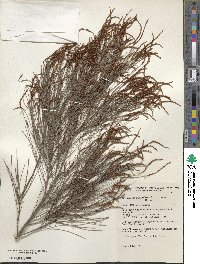 Allocasuarina littoralis image