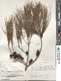 Allocasuarina littoralis image