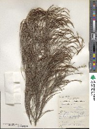 Allocasuarina monilifera image