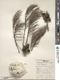 Allocasuarina monilifera image