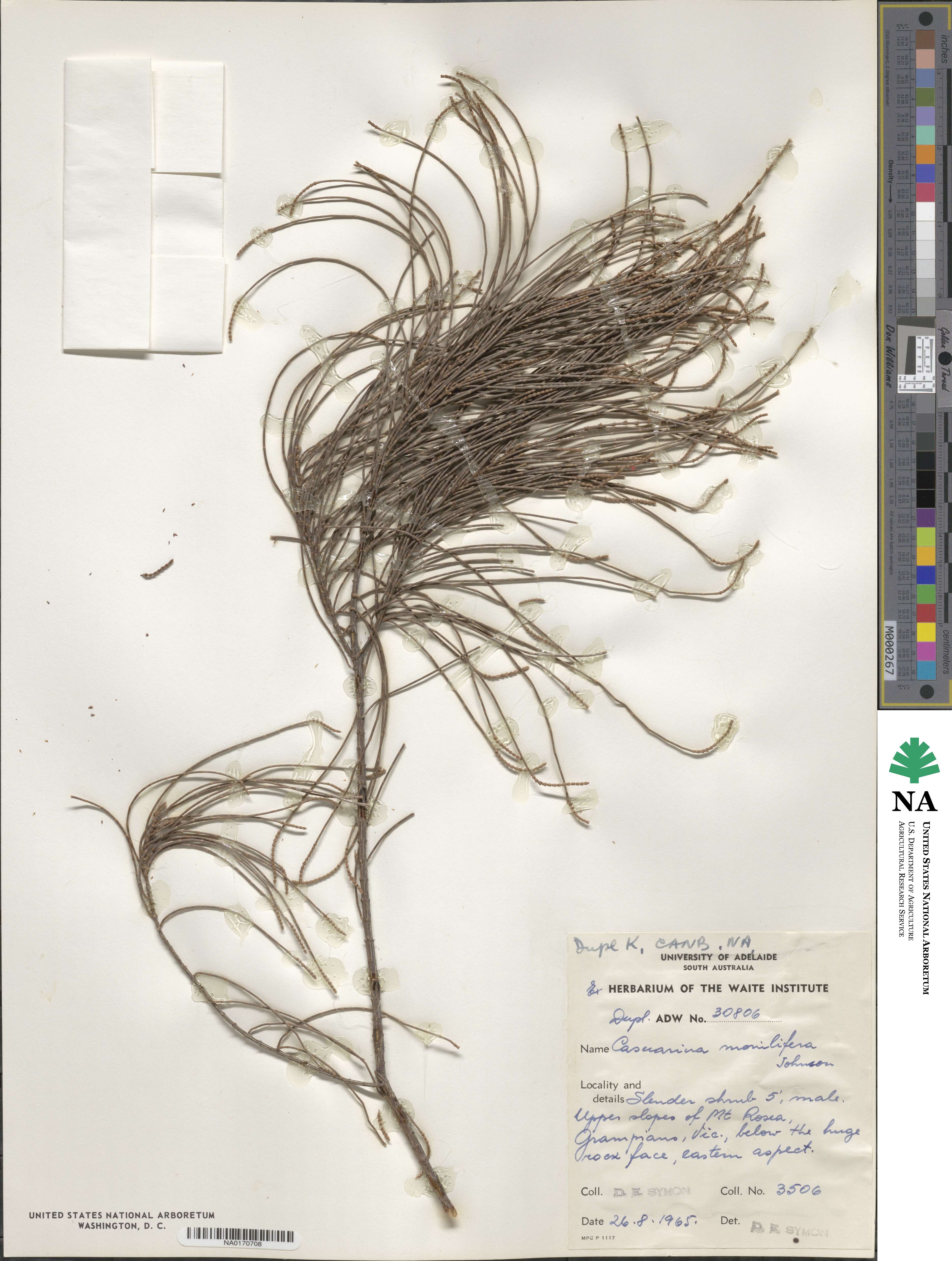 Allocasuarina monilifera image