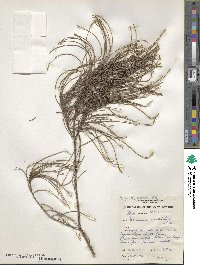 Allocasuarina monilifera image