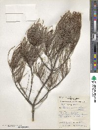 Allocasuarina monilifera image