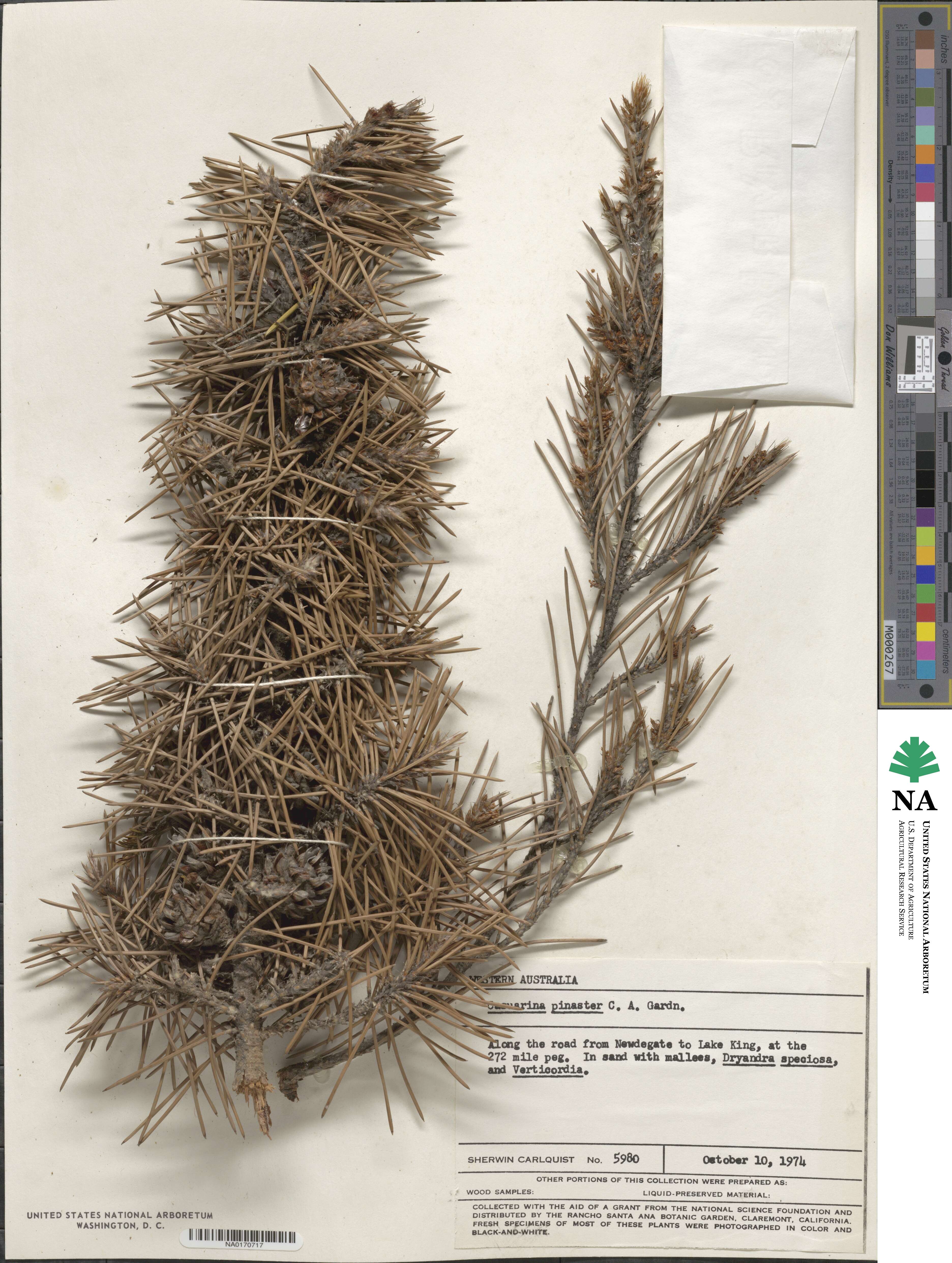 Allocasuarina pinaster image