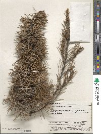 Image of Allocasuarina pinaster