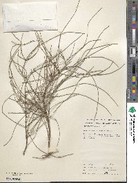 Image of Casuarina stricta