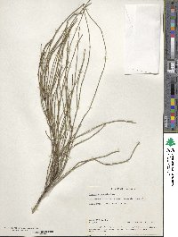 Casuarina stricta image