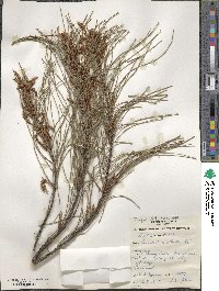 Casuarina stricta image