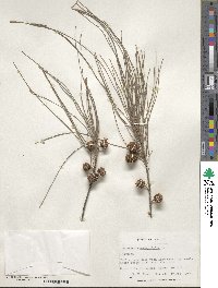 Casuarina equisetifolia image