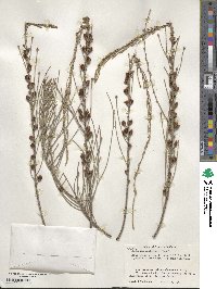 Allocasuarina lehmanniana subsp. lehmanniana image