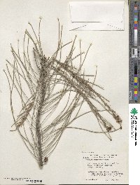 Allocasuarina lehmanniana image