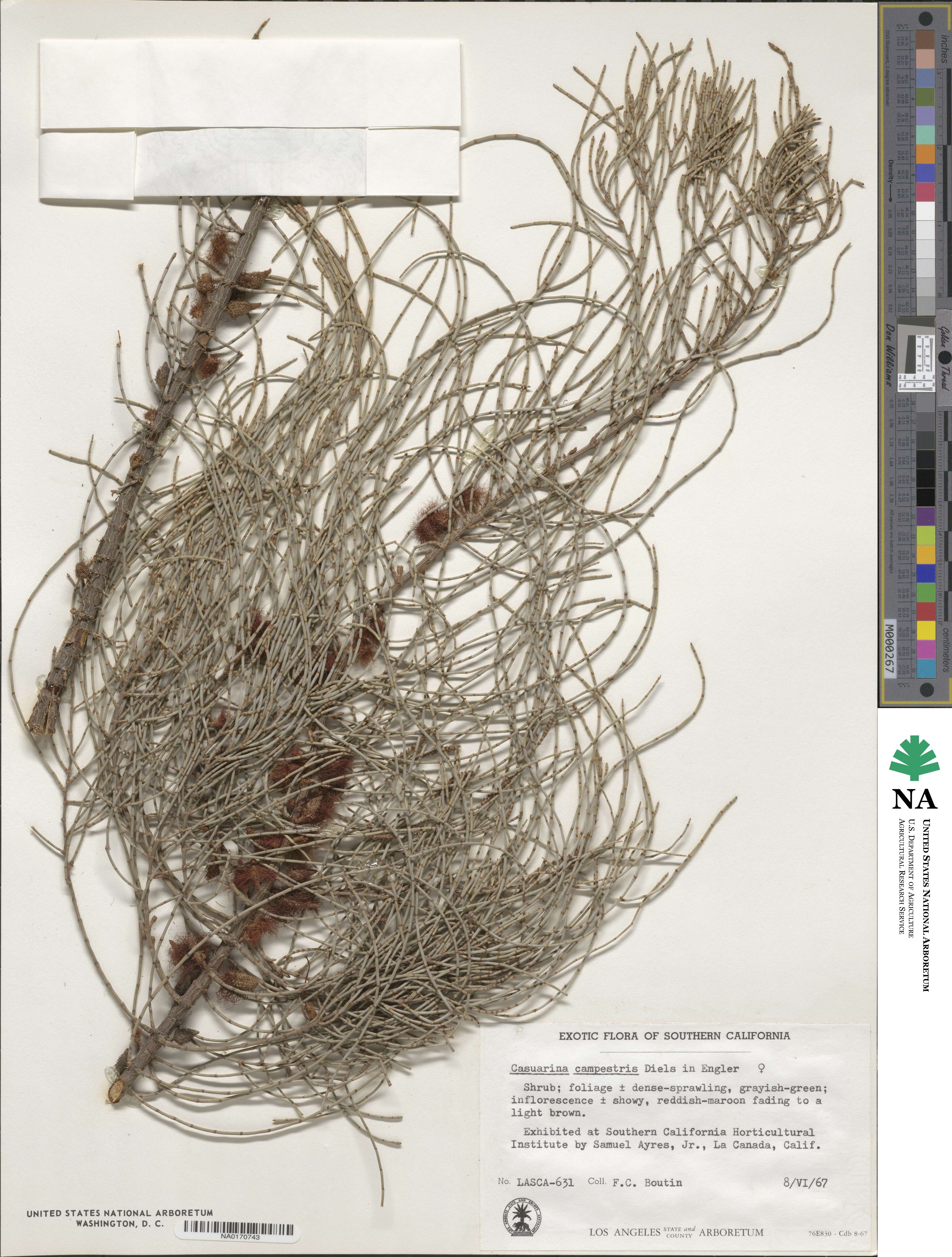 Allocasuarina campestris image