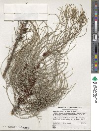 Allocasuarina campestris image