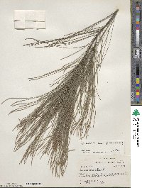 Casuarina cunninghamiana image