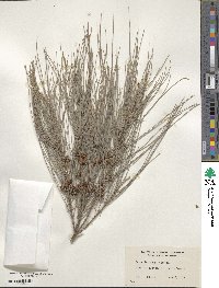 Casuarina cunninghamiana image