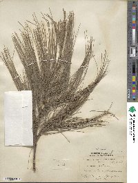 Casuarina cunninghamiana image