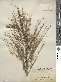 Casuarina cunninghamiana image