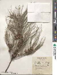 Casuarina cunninghamiana image