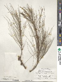 Casuarina cunninghamiana image