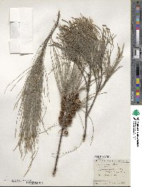 Casuarina cunninghamiana image