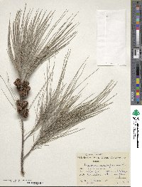 Casuarina cunninghamiana image