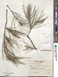 Casuarina cunninghamiana image