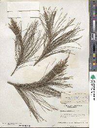 Casuarina cunninghamiana image