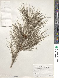 Casuarina cunninghamiana image