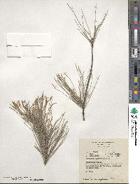 Casuarina cunninghamiana image