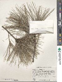 Casuarina cunninghamiana image