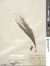 Casuarina cunninghamiana image